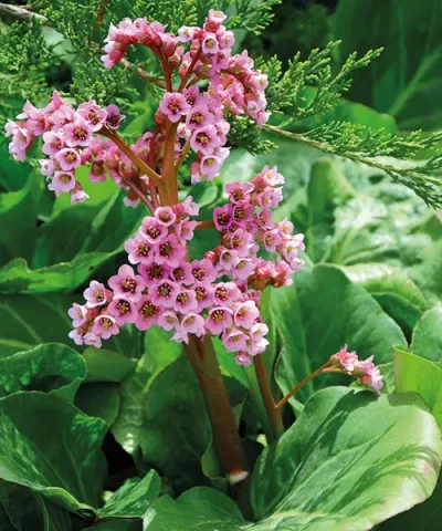 Bergenia