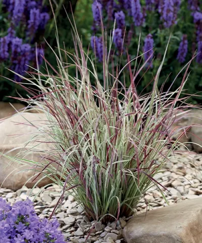 Schizachyrium 'Chameleon' Schizachyrium 'Chameleon'