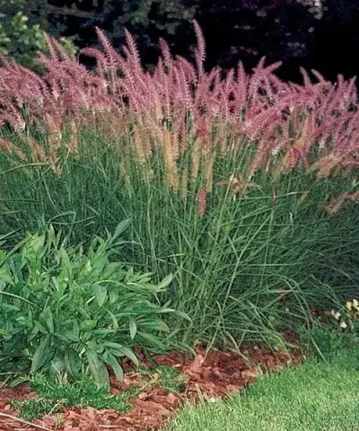 Csinos tollborzfű ' Karley Rose'