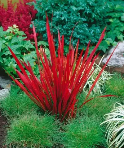 Iarbă ornamentală roşcată