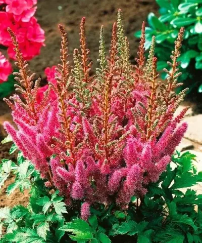 Törpe astilbe