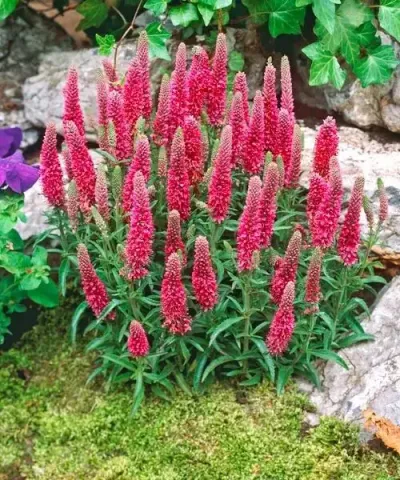 Rozrazil 'Heidekind'