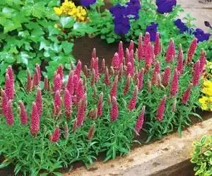 Veronica ´Red Fox´