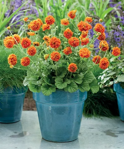Kuklík 'Orange Pumpkin'