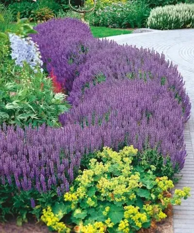 Kék zsálya Kék zsálya