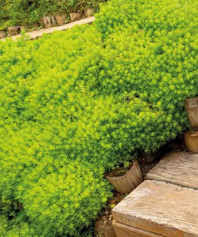 Sedum 'Angelina'