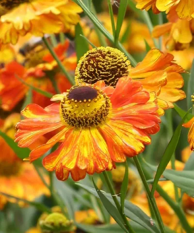 Helénium 'Flamenco'