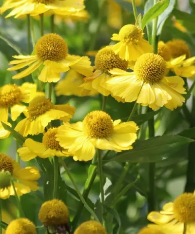 Záplevák 'Septembergold'