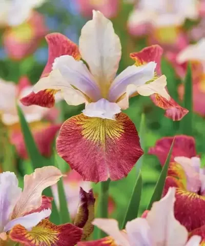 Szibériai nőszirom 'Sugar Rush'