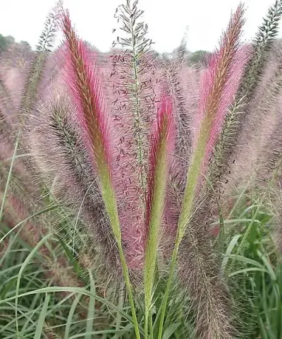 Lámpatisztítófű 'Red Head' Lámpatisztítófű 'Red Head'