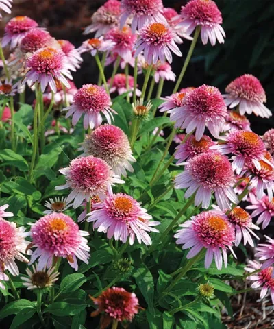 Echinacea 'Butterfly Kisses'