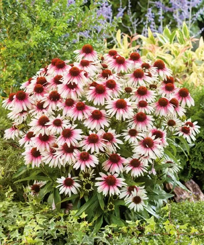 Rudbekia 'Halo White Purple'