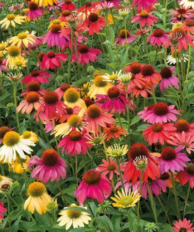 Rudbekia 'Cheyenne Spirit'