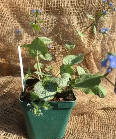 Brunnera veľkolistá 'Jack Frost' Brunnera veľkolistá 'Jack Frost'