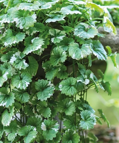 Kerek repkény Kerek repkény