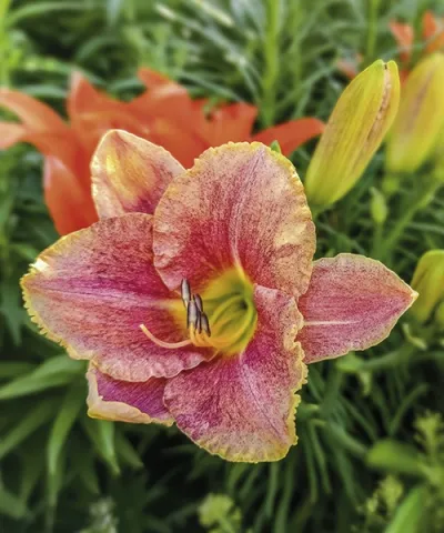 Plnokvětá denivka 'Happy Hooligan' Plnokvětá denivka 'Happy Hooligan'