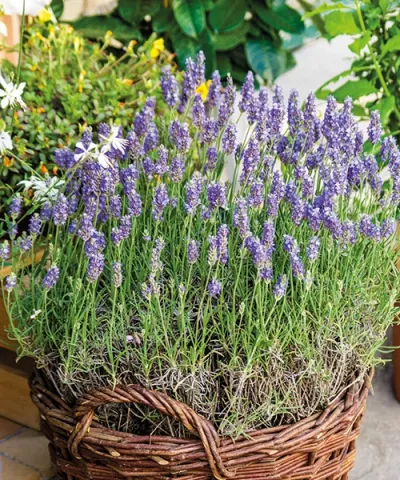 Levendula 'Aromatico Blue' Levendula 'Aromatico Blue'