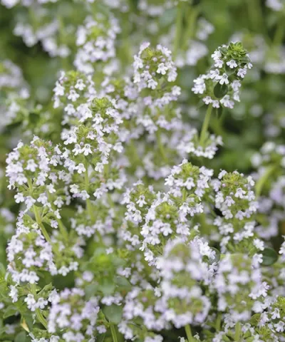 Kakukkfű 'Faustini'