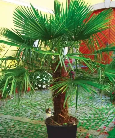 Čínská konopná palma