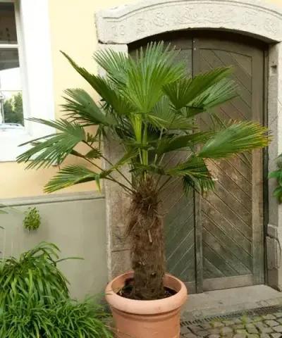 Hanfpalme Toscana 1