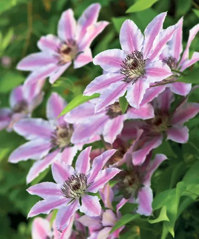 Klematis 'Nelly Moser' Klematis 'Nelly Moser'