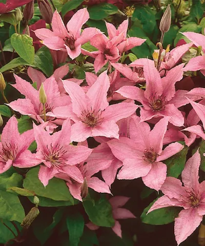 Plamének 'Hagley Hybrid' Plamének 'Hagley Hybrid'