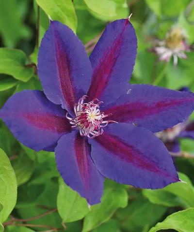 Clematis &#039;Wildfire&#039;