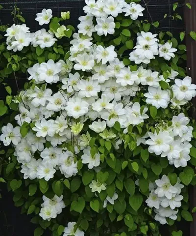 Klemátisz ´Guernsey Cream´