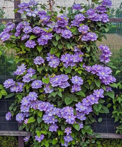 Clematis &#039;Blue Explosion&#039;