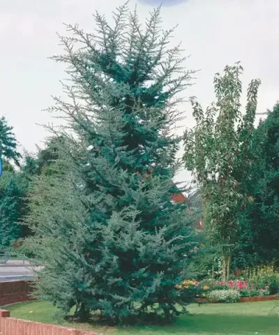 Kék atlaszcédrus