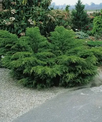 Jalovec prostřední 'Mint Julep' Jalovec prostřední 'Mint Julep'