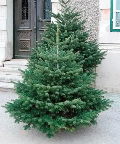 Kaukázusi jegenyefenyő