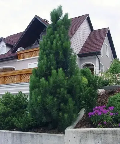 Cirbolyafenyő