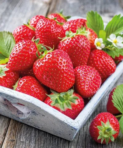 Jahodník 'Senga Sengana'