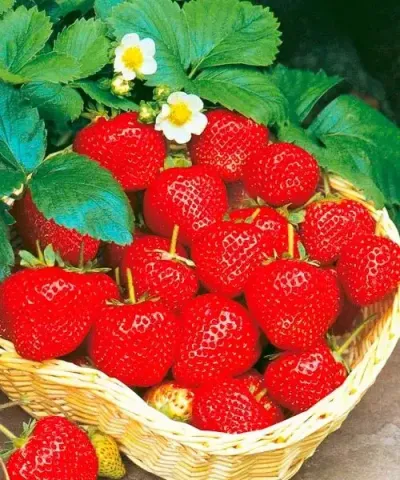 Erdbeere 'Ostara'