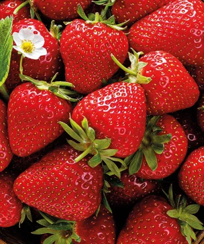 Jahodník 'Ostara' - stáleplodící