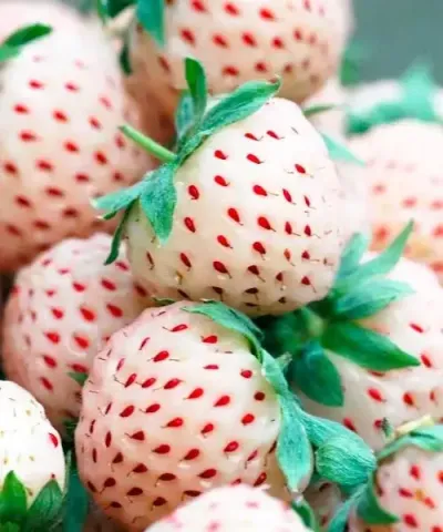 'Pineberry' ananászeper