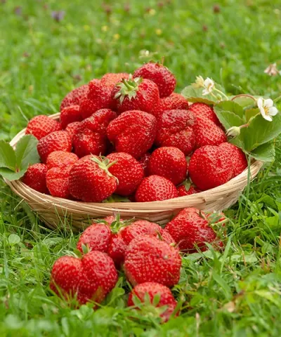 Erdbeere 'Karmen'