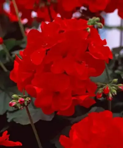 Álló muskátli ´Feuerglut´ Álló muskátli ´Feuerglut´