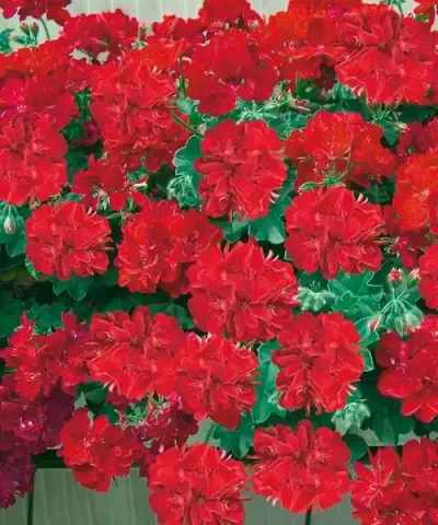 Rózsamuskátli ´Royal Red´