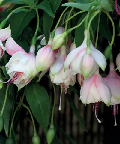 Fuchsia 'Annabel'
