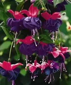 Fukszia ´Millenium´ Fukszia ´Millenium´