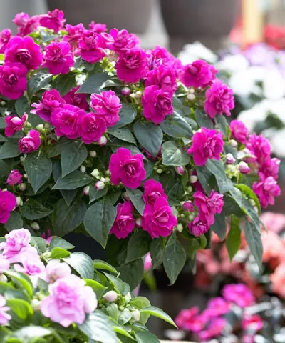 Impatiens 'Glimmer™ Hot Pink'