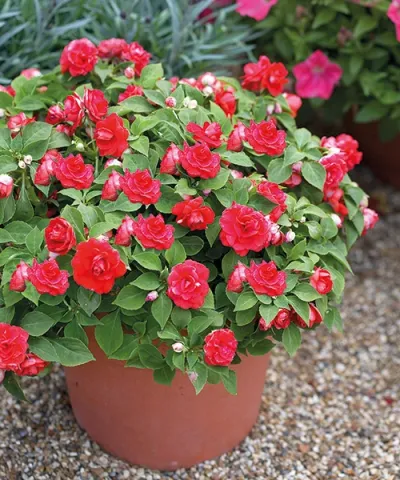 Impatiens 'Glimmer™ Bright Red'