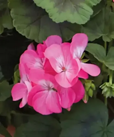 Pelargonia olbrzymia 'Antik®' różowa