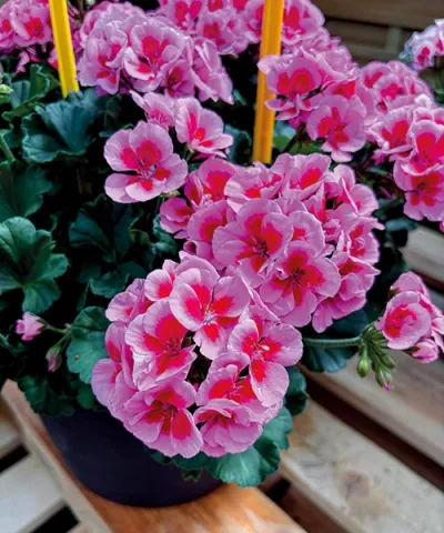 Álló muskátli ’Smart Pink Splash’