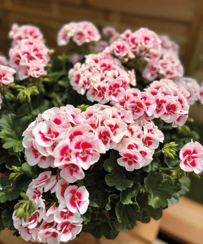 A legszebb színekben!