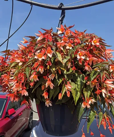 Begónia 'Groovy Salmon Bicolor'