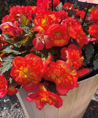 Begónia 'Nonstop Red Shades'