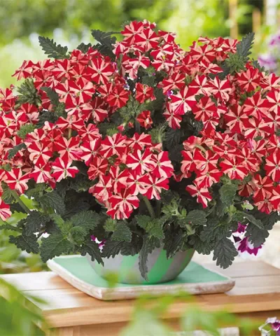 Sternenverbene 'Firehouse™ Red Star'